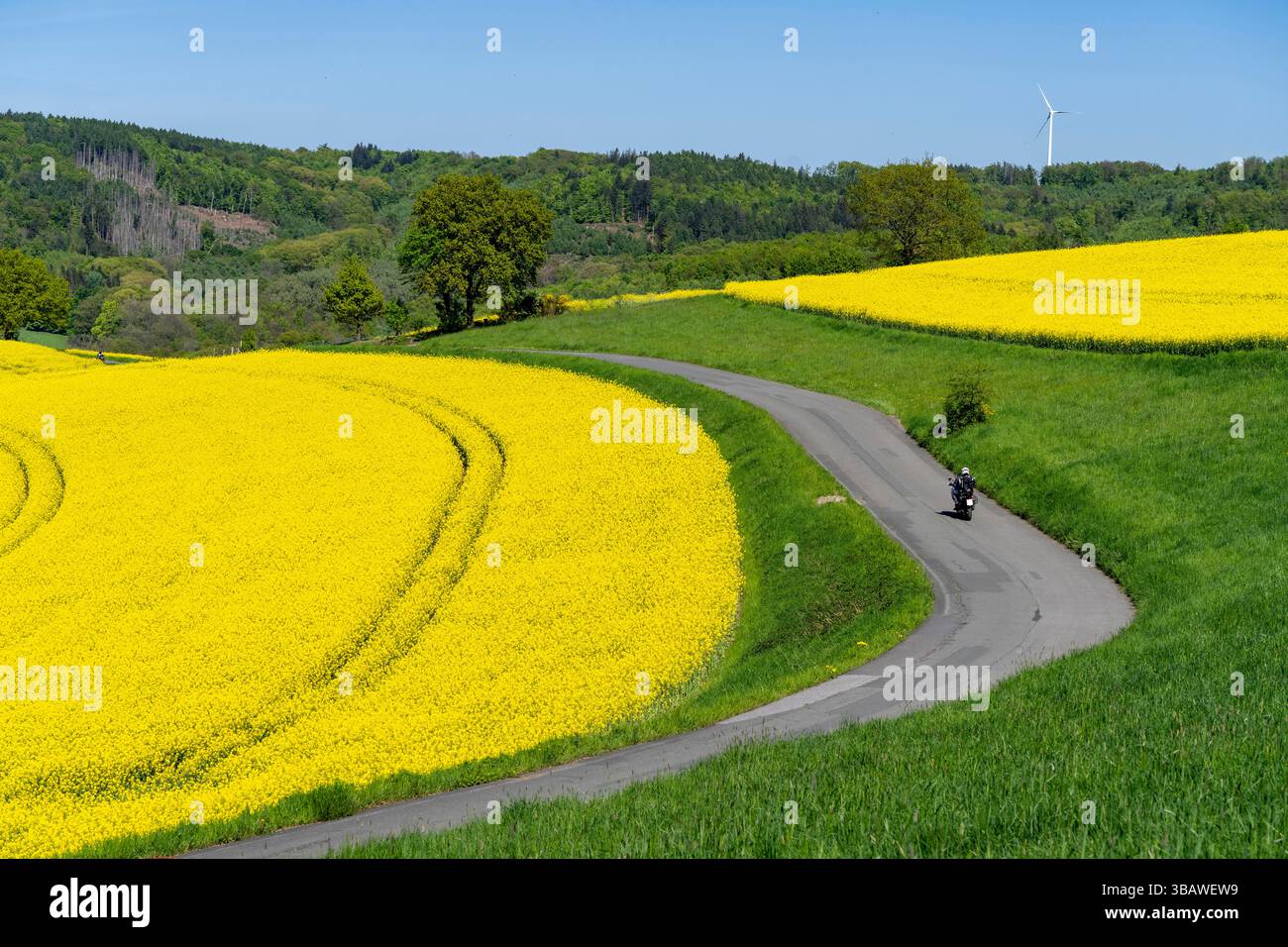 Motorrad auf einer kleinen Landstraße durch Rapsfelder in voller Blüte, Frühling in der Elfringhauser Schweiz, hügelige Landschaft südlich des Ruhrgebiets hier in der Nähe Stockfoto