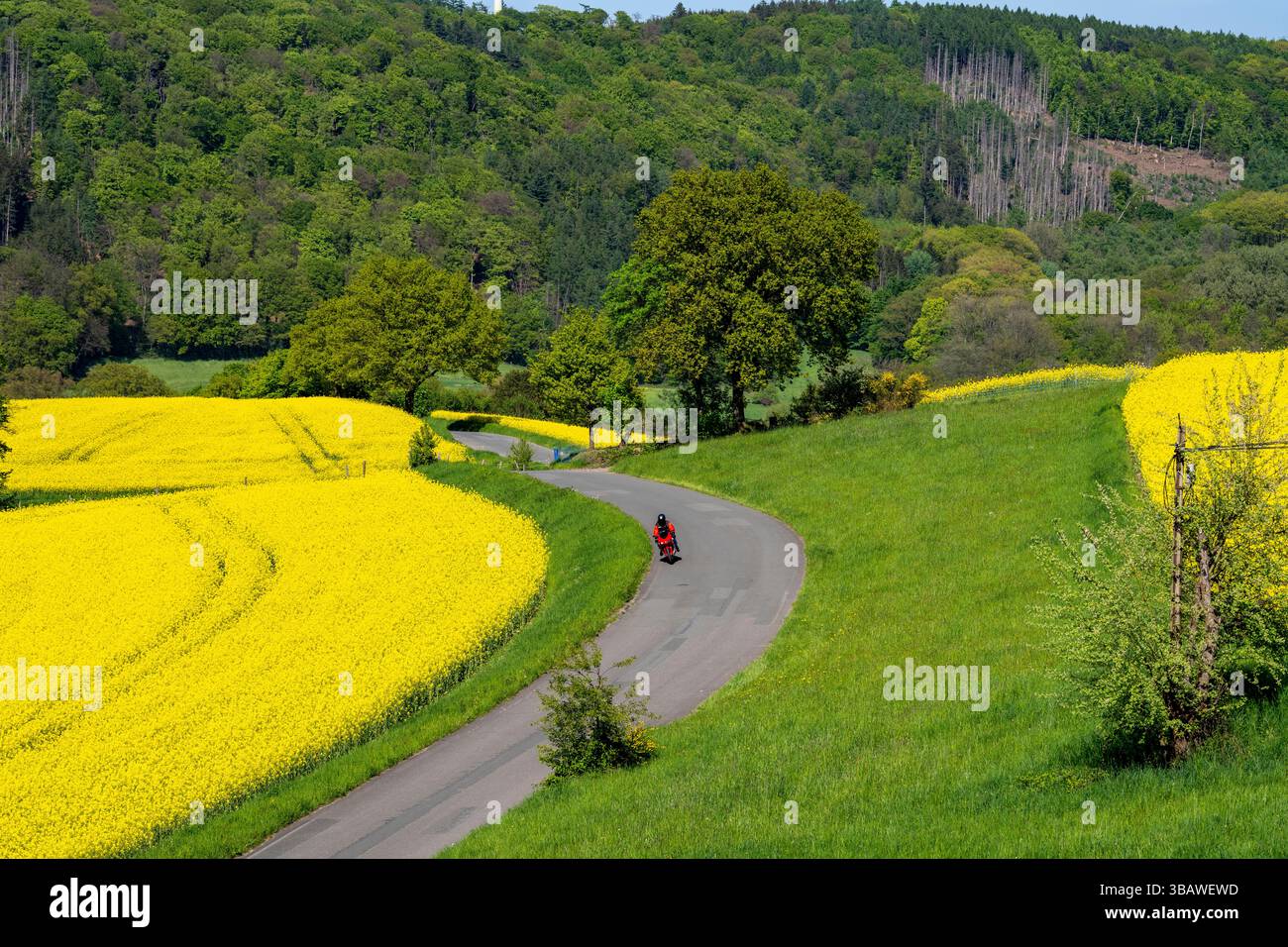 Motorrad auf einer kleinen Landstraße durch Rapsfelder in voller Blüte, Frühling in der Elfringhauser Schweiz, hügelige Landschaft südlich des Ruhrgebiets hier in der Nähe Stockfoto