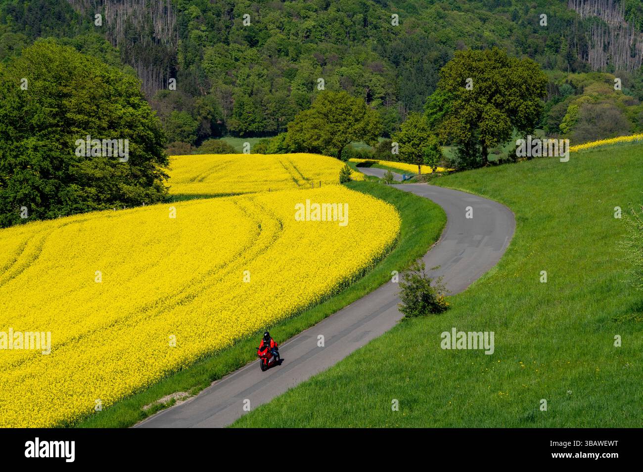 Motorrad auf einer kleinen Landstraße durch Rapsfelder in voller Blüte, Frühling in der Elfringhauser Schweiz, hügelige Landschaft südlich des Ruhrgebiets hier in der Nähe Stockfoto