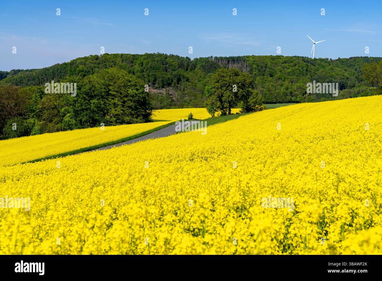 Motorrad auf einer kleinen Landstraße durch Rapsfelder in voller Blüte, Frühling in der Elfringhauser Schweiz, hügelige Landschaft südlich des Ruhrgebiets hier in der Nähe Stockfoto