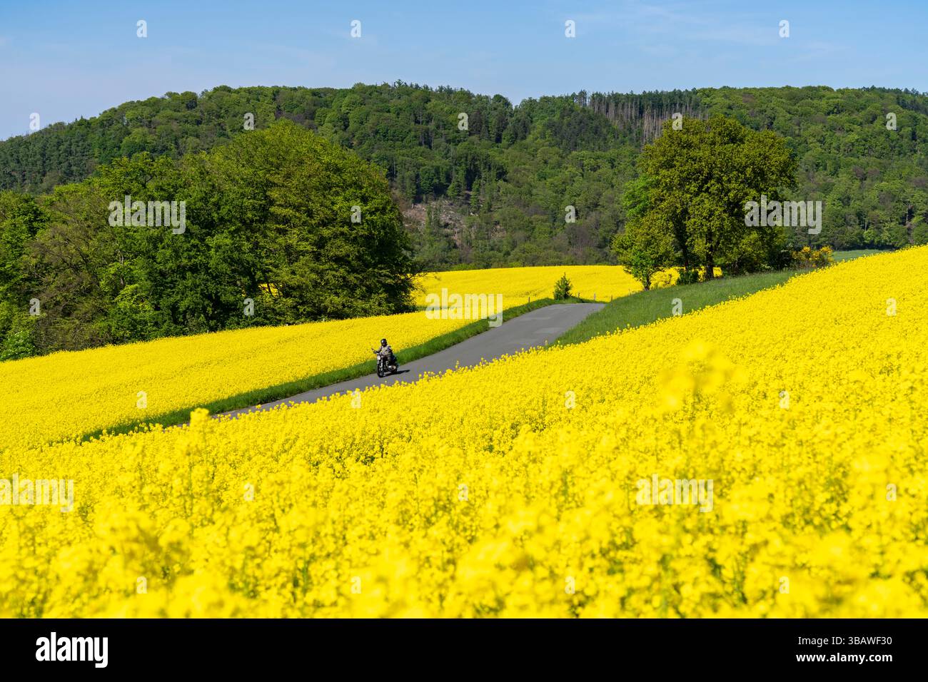Motorrad auf einer kleinen Landstraße durch Rapsfelder in voller Blüte, Frühling in der Elfringhauser Schweiz, hügelige Landschaft südlich des Ruhrgebiets hier in der Nähe Stockfoto