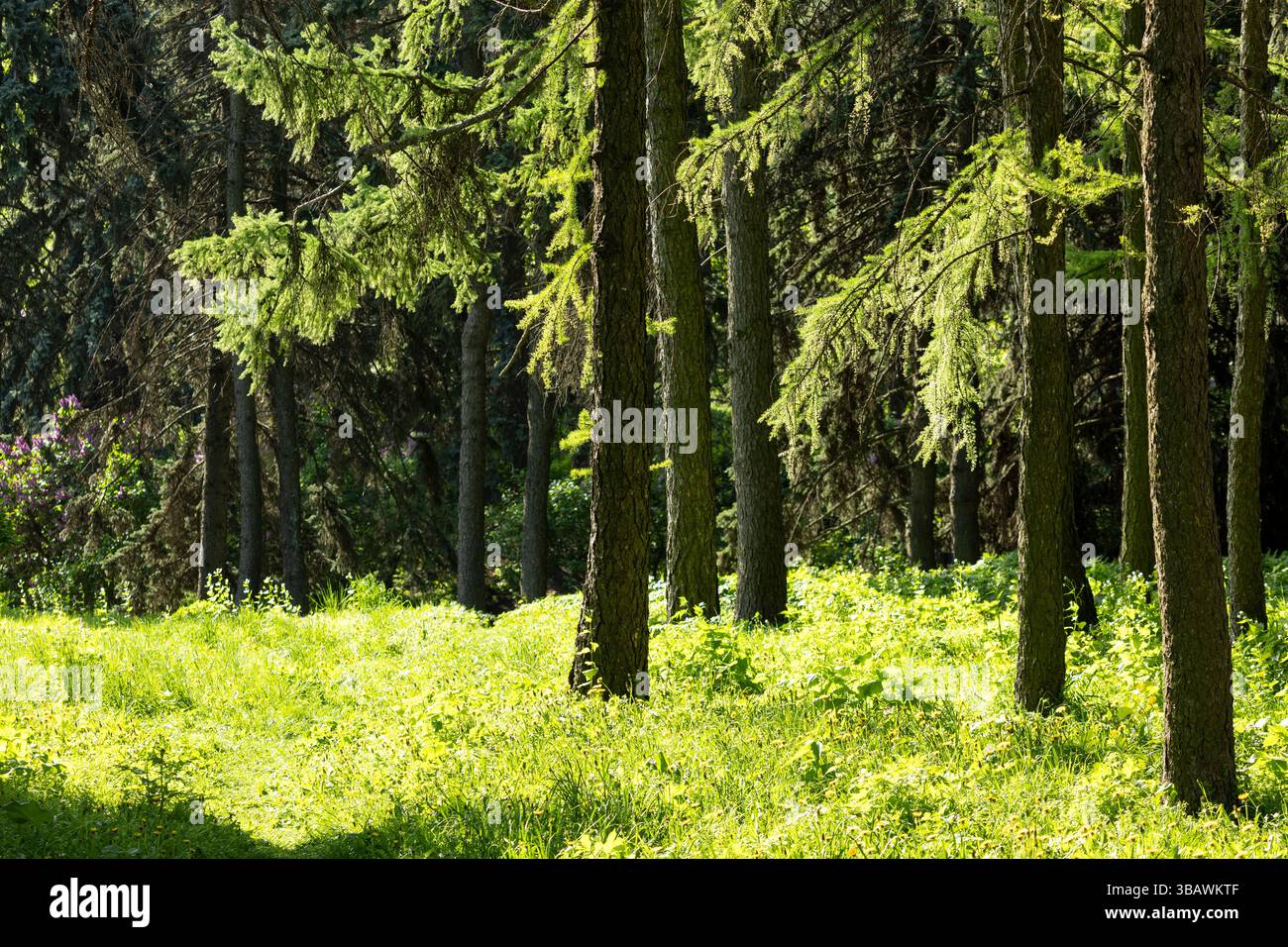 Die helle Sonne scheint wunderschön durch die üppigen Bäume im ruhigen Wald und schafft eine malerische und beruhigende Atmosphäre Stockfoto