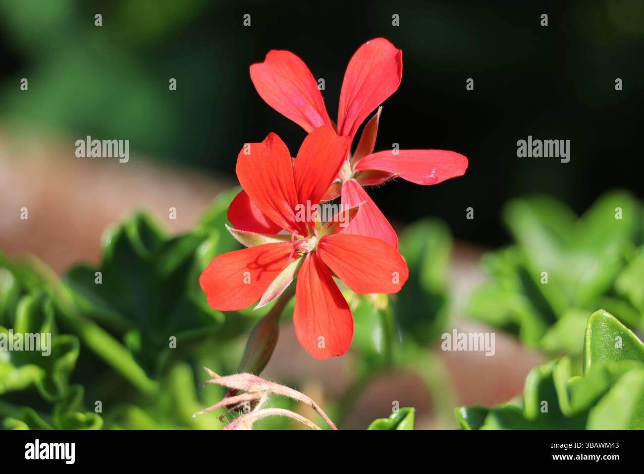 Efeu geranie -Fotos und -Bildmaterial in hoher Auflsung  Alamy