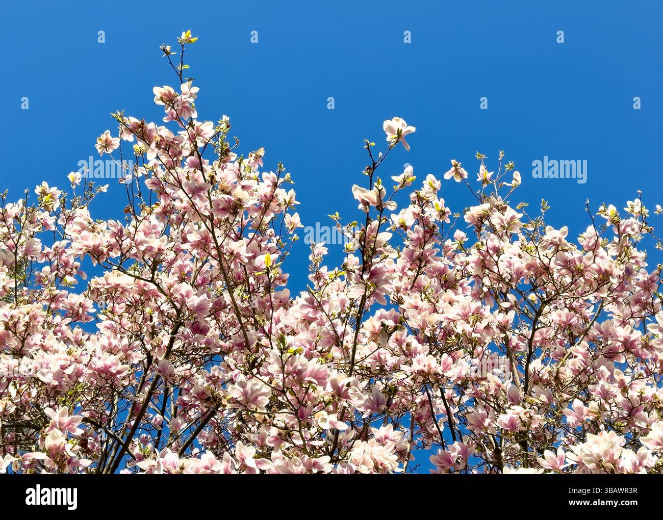 08.04.2025, Deutschland, Bremen, Bremen - Tulpenmagnolie auf einem Baum. 00A250408D032CAROEX.JPG [MODELLFREIGABE: NICHT ZUTREFFEND, EIGENSCHAFTSFREIGABE: NEIN (C) CARO Stockfoto