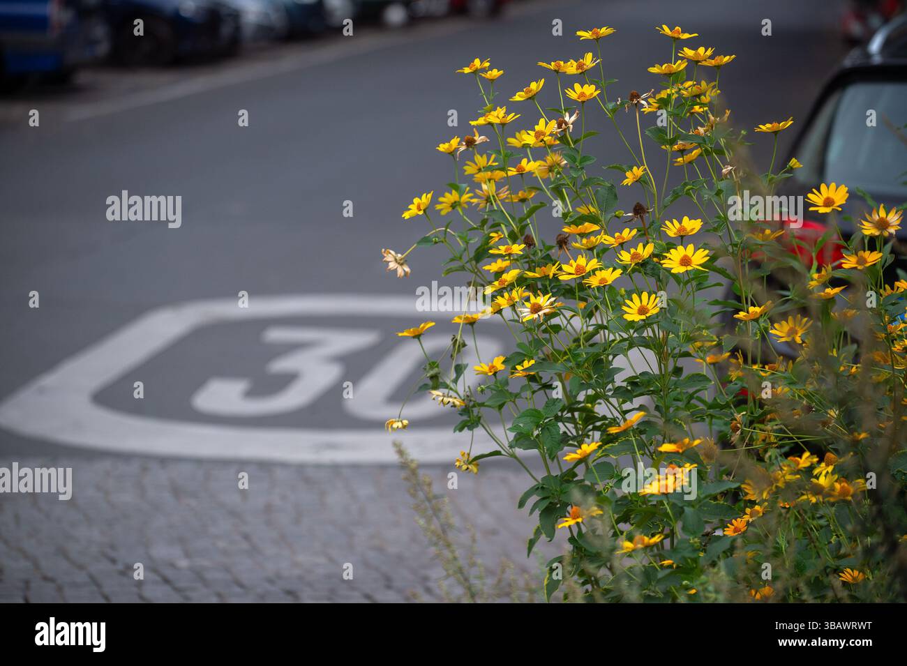07.08.2024, Deutschland, Berlin, Berlin - Pflanzen in Straßennähe in 30-Meter-Zonen. 0CE240807D002CAROEX.JPG [MODELLVERSION: NEIN, EIGENSCHAFTSFREIGABE: NEIN ( Stockfoto