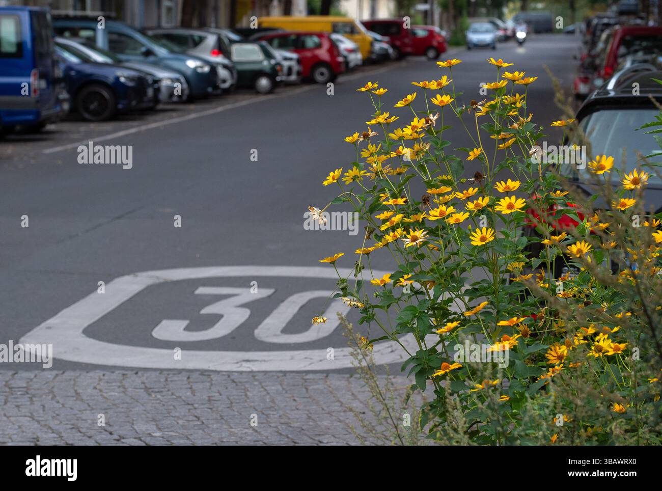 07.08.2024, Deutschland, Berlin, Berlin - Pflanzen in Straßennähe in 30-Meter-Zonen. 0CE240807D003CAROEX.JPG [MODELLVERSION: NEIN, EIGENSCHAFTSFREIGABE: NEIN ( Stockfoto