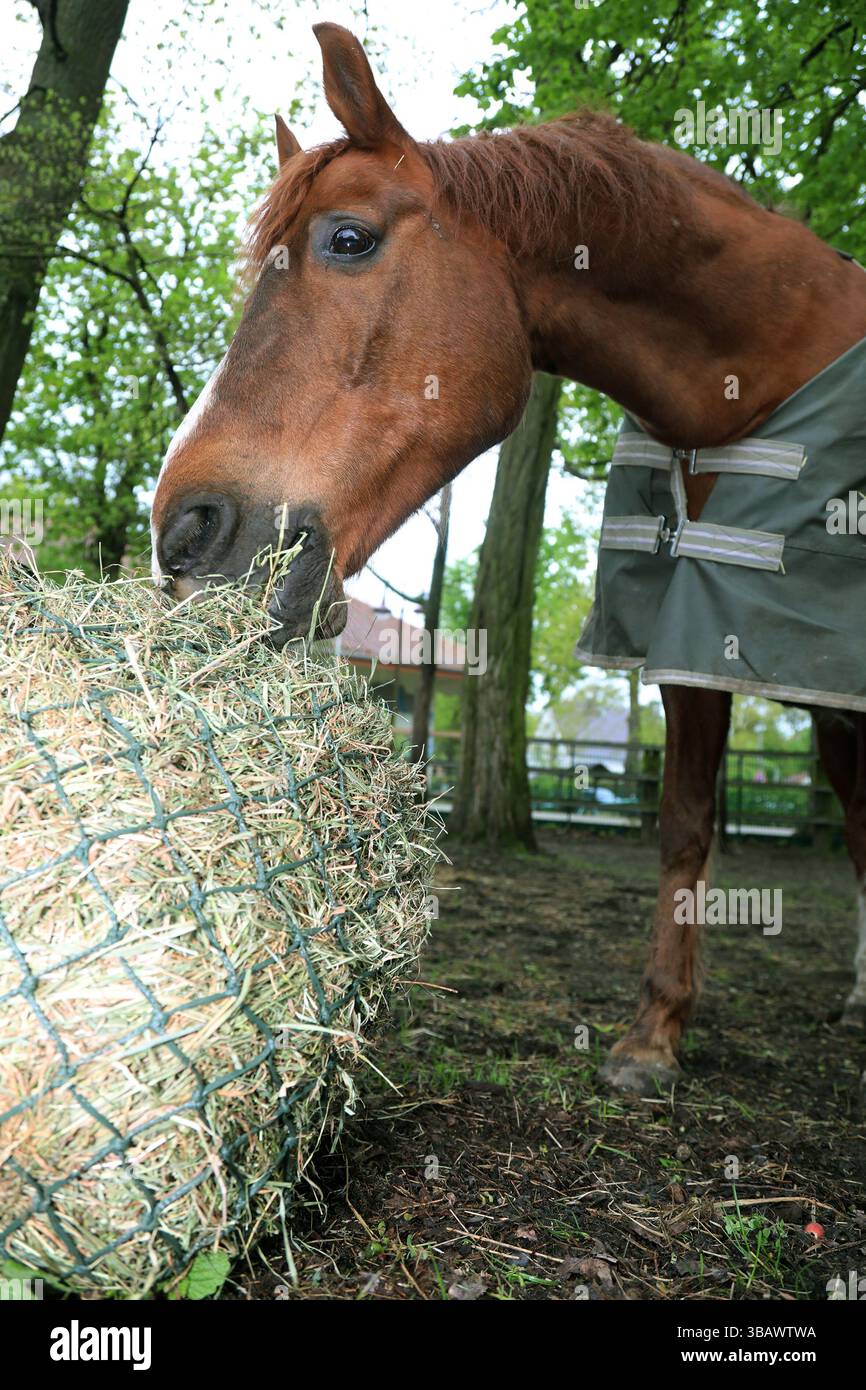 20.04.2024, Deutschland, Brandenburg, Neuenhagen - Pferd mit Decke frisst Heu aus einem Netz. 00S240420D255CAROEX.JPG [MODELLVERSION: NICHT ZUTREFFEND, PROPERTY Stockfoto
