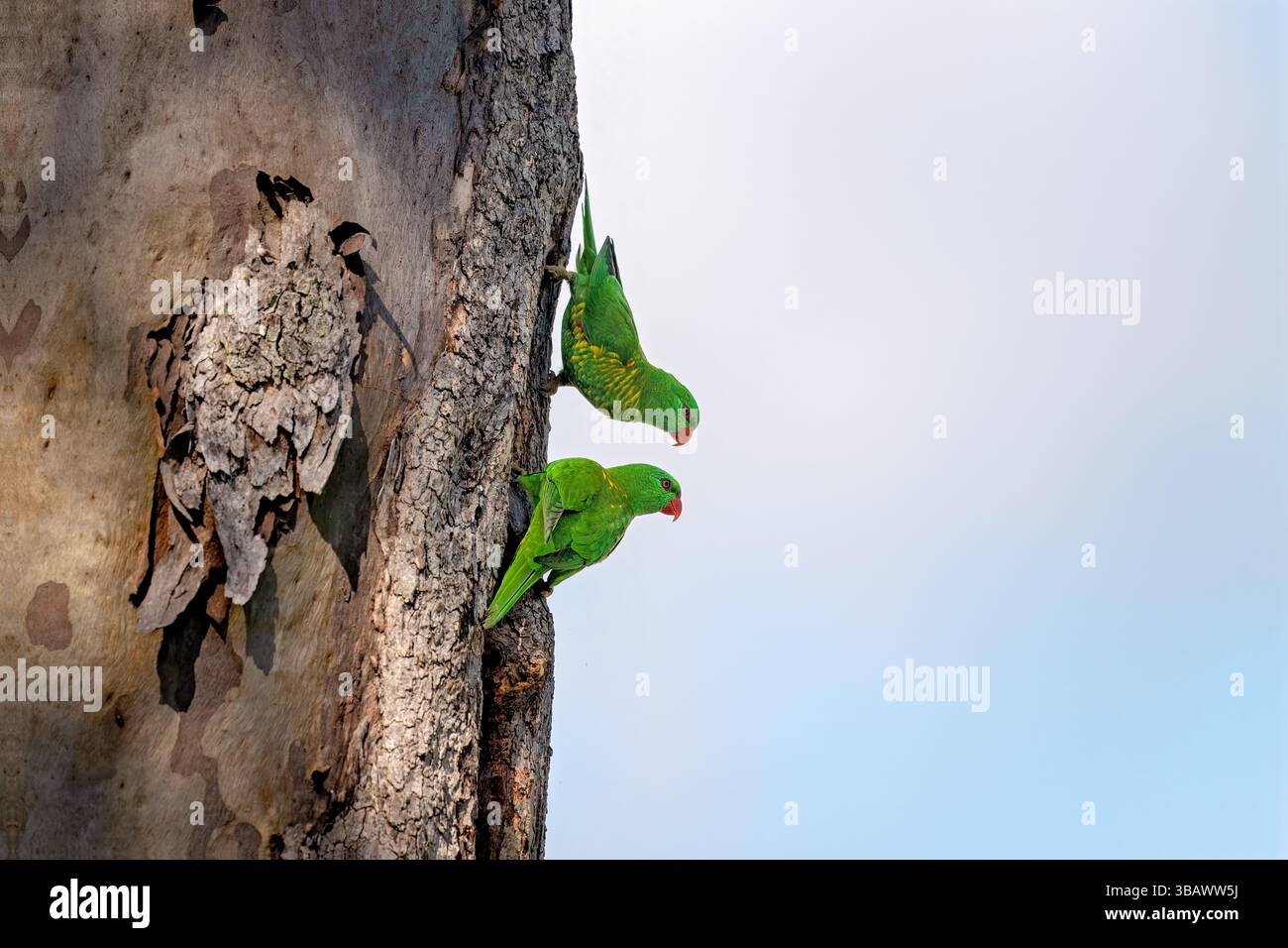 Schuppiger Vogel, Trichoglossus chlorolepidotus, australischer einheimischer Papagei, Paar zwei auf Baum Stockfoto