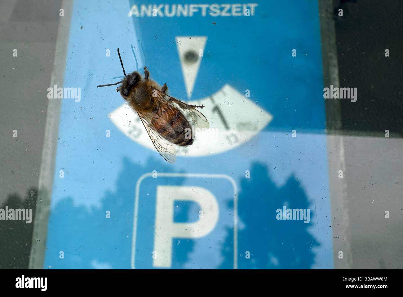 03.06.2024, Deutschland, Berlin - Honigbiene sitzt auf der Windschutzscheibe eines Autos mit Parkscheibe. 00S240603D609CAROEX.JPG [MODELLVERSION: NICHT APPLICAB Stockfoto