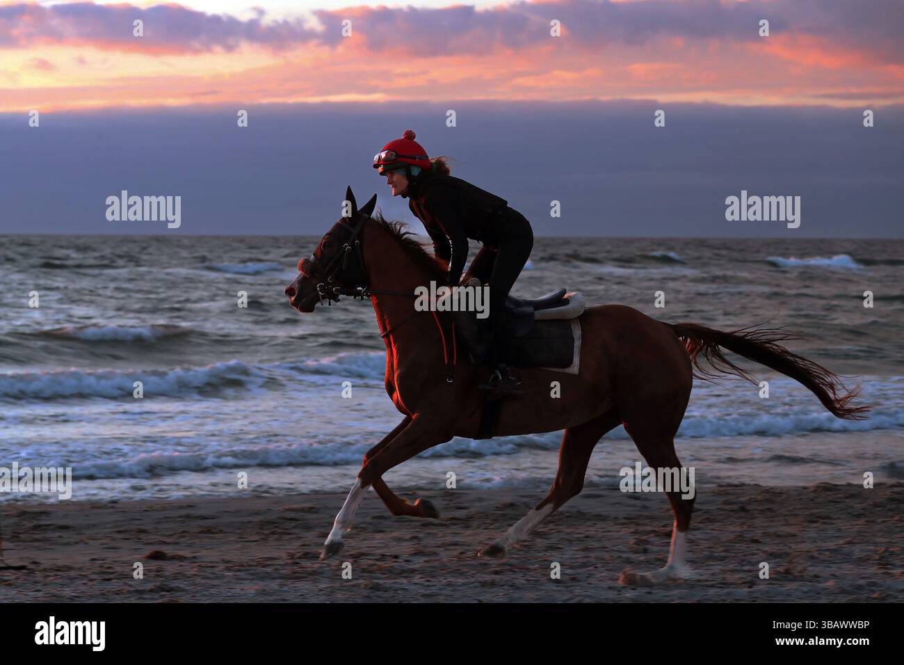 22.06.2024, Deutschland, Mecklenburg-Vorpommern, Dierhagen - Frau, die abends am Ostseestrand reitet. Besitzer Trainer Mandy Kri Stockfoto