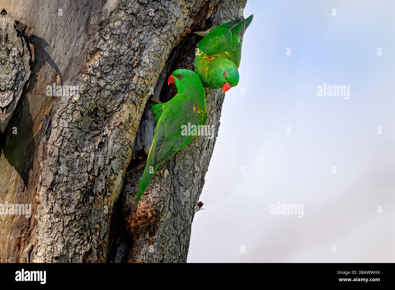 Schuppiger Vogel, Trichoglossus chlorolepidotus, australischer einheimischer Papagei, Paar zwei auf Baum Stockfoto