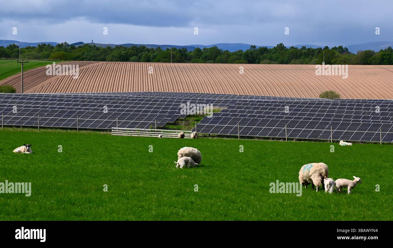 Bodenmontierte Photovoltaik-Solarmodule in einer ländlichen Landschaft an einem Frühlingstag mit Schafweiden und einem Kartoffelfeld in der Nähe von Forfar, Angus, Schottland. Stockfoto