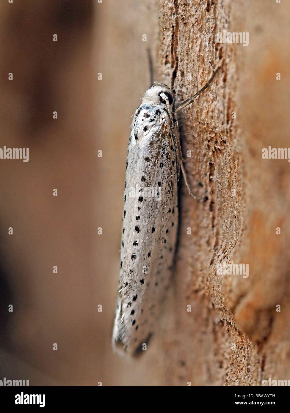 Vogelkirsche Erminmotte (Yponomeuta evonymella) mit schwarzen Flecken auf weißem Hintergrund in Cumbria, England, Vereinigtes Königreich Stockfoto