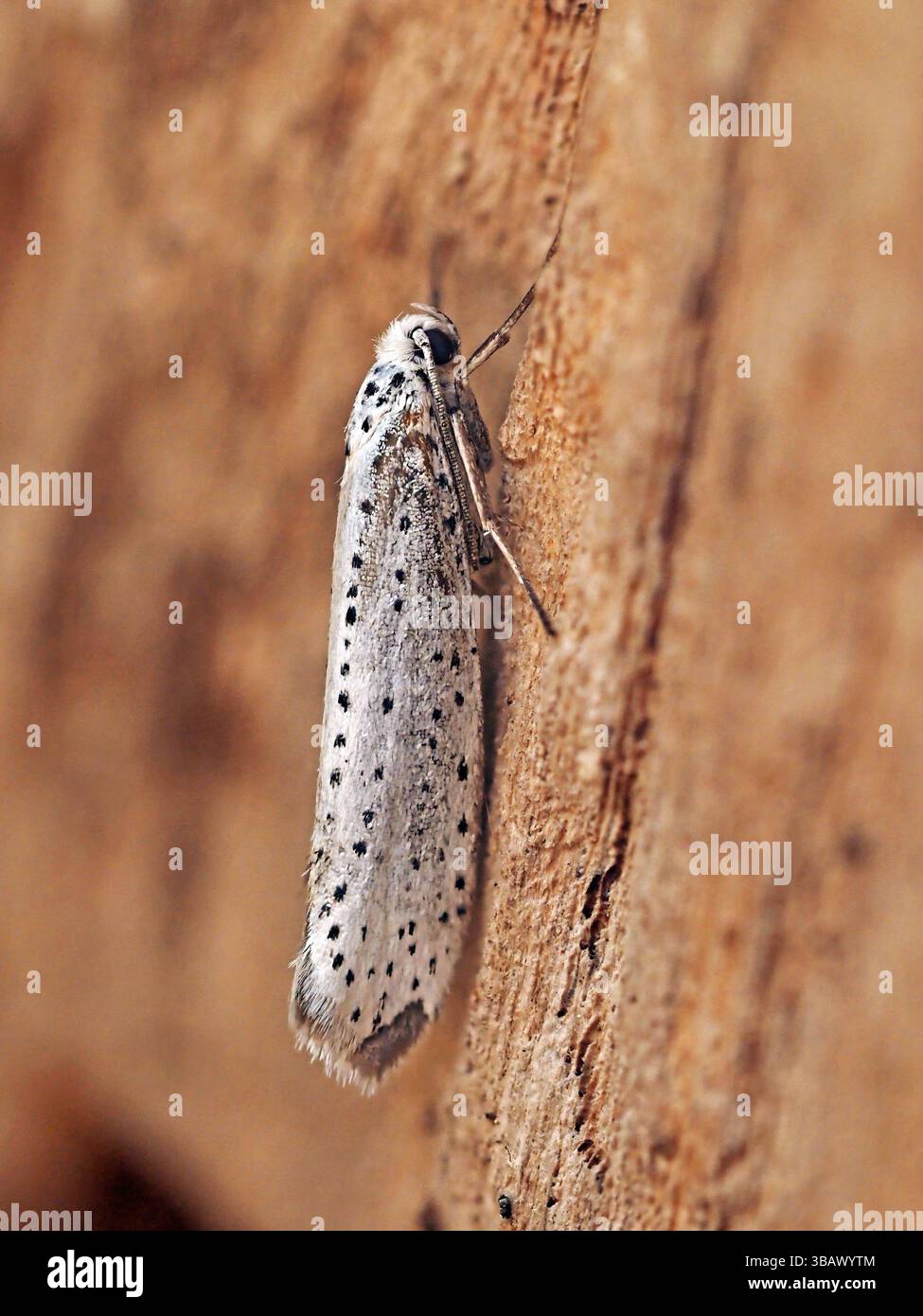 Vogelkirsche Erminmotte (Yponomeuta evonymella) mit schwarzen Flecken auf weißem Hintergrund in Cumbria, England, Vereinigtes Königreich Stockfoto