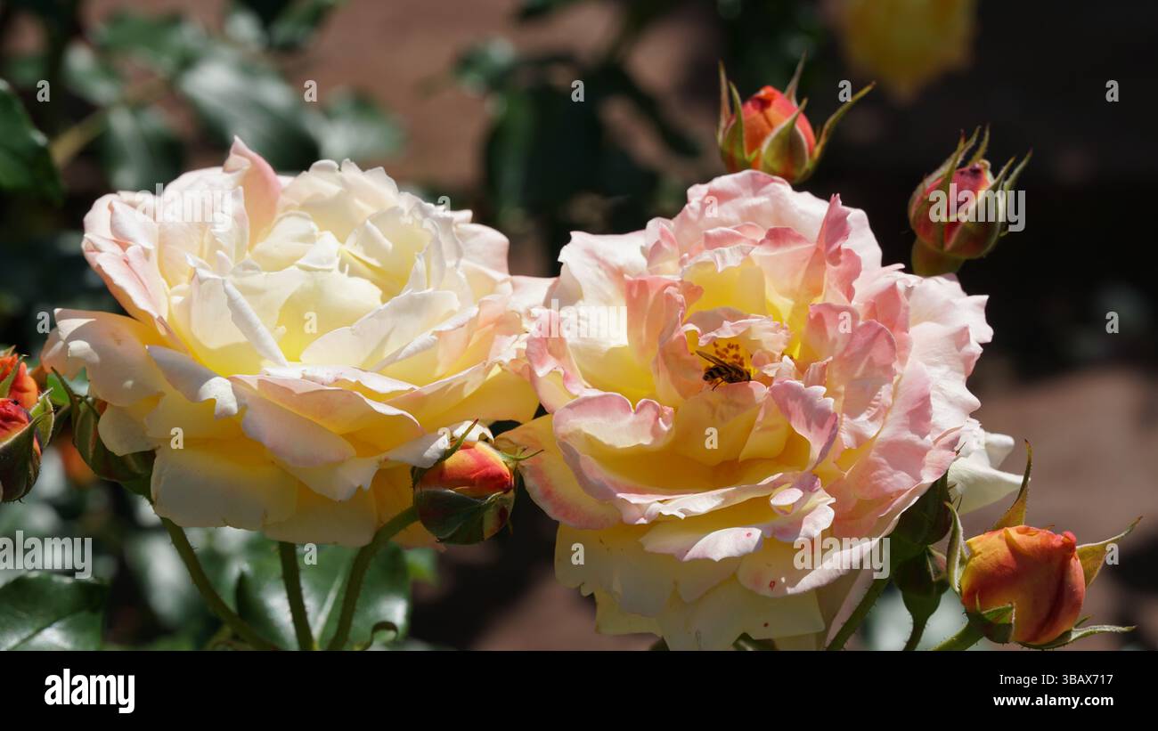 Ein Garten der Rosen: Eine atemberaubende Anzeige von Farben und Düften Stockfoto