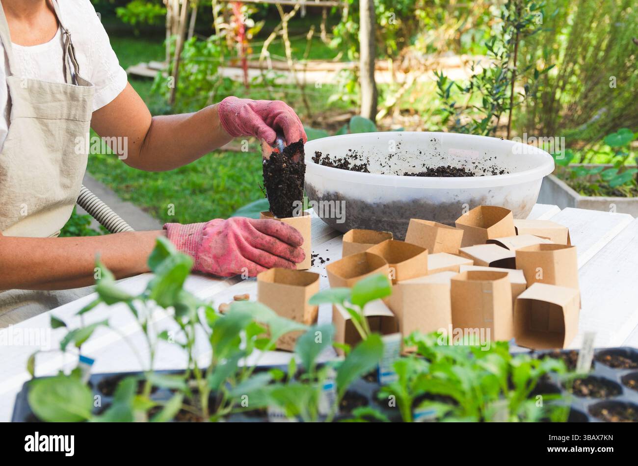 Frau, die recycelte Papiertöpfe für die Aussaat von Samen füllt. Stockfoto