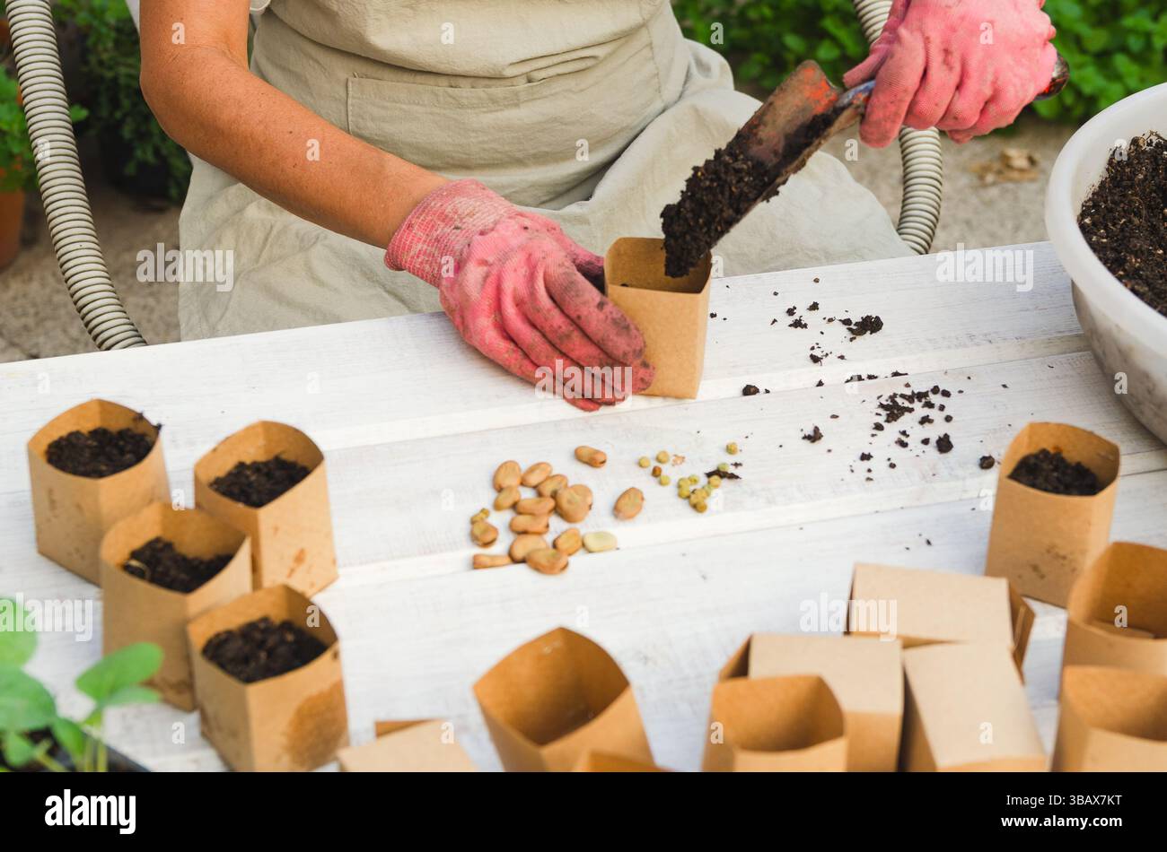 Frau, die recycelte Papiertöpfe für die Aussaat von Samen füllt. Stockfoto