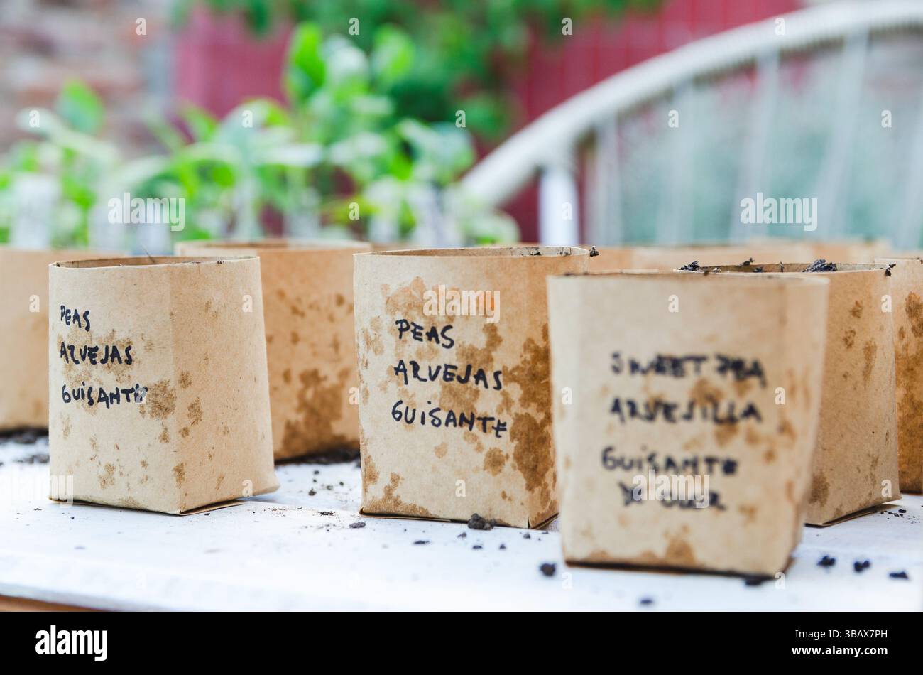 Pflanztöpfe aus recyceltem Papier auf einem weißen Holztisch draußen. Stockfoto