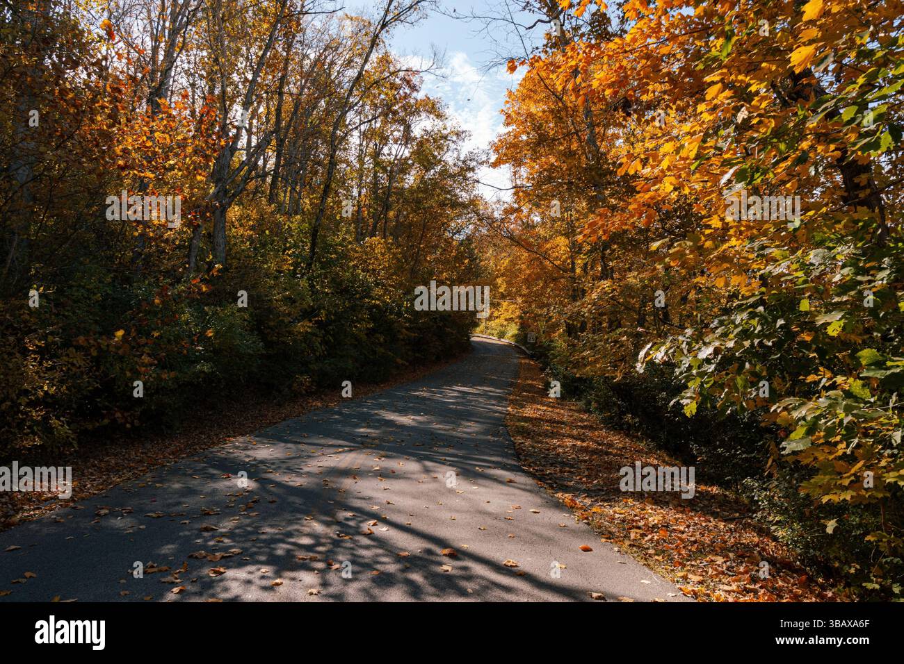 Eine ruhige asphaltierte Straße schlängelt sich sanft durch einen Wald mit herbstlicher Farbe. Stockfoto