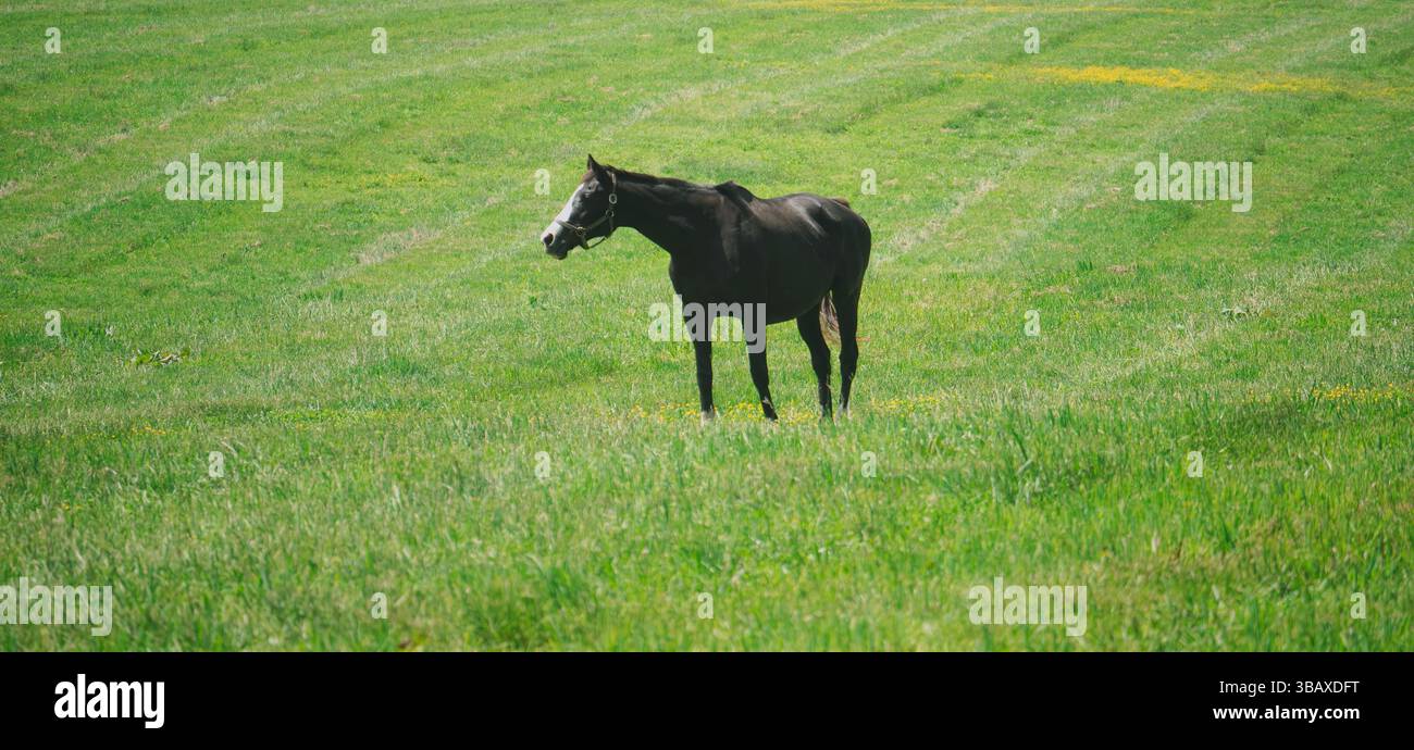 Ein einsames schwarzes Pferd steht friedlich auf einer breiten grünen Weide unter der Frühlingssonne. Die offene Landschaft und die ruhige Haltung erinnern an Gelassenheit. Stockfoto