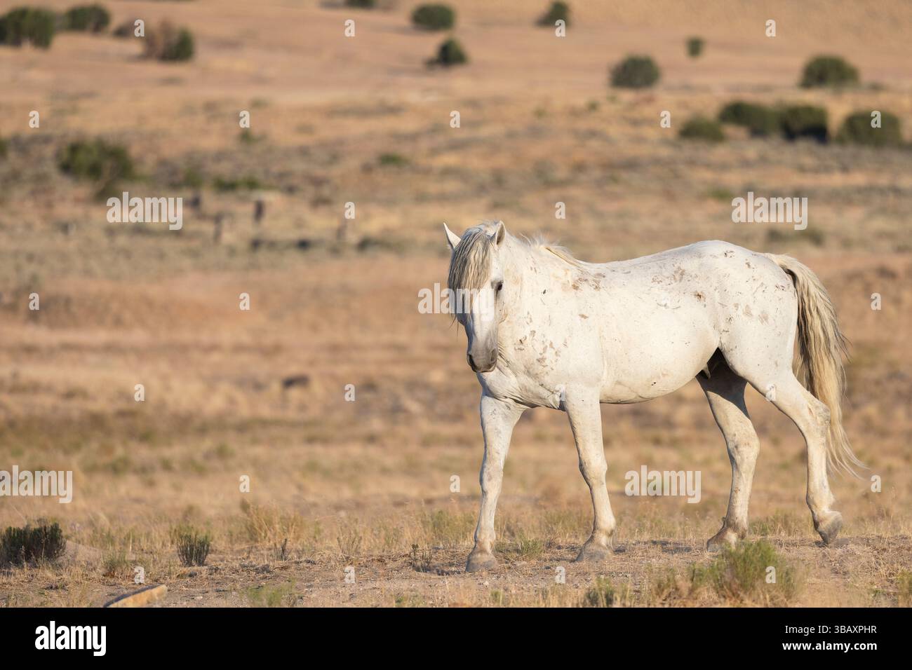 Wilder grauer Hengst in der Westwüste von Utah bei Simpson Springs Stockfoto