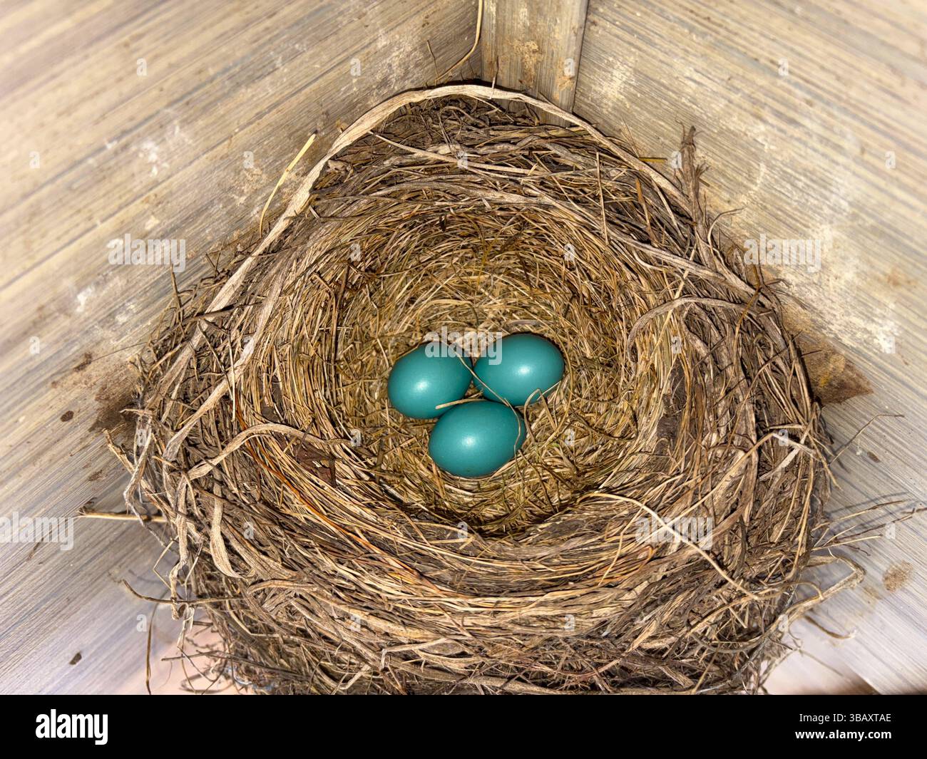 Drei Eier des Blauen rotkehlchens ruhen sicher in einem Nest und warten darauf, dass die Mutter zurückkehrt, um sie warm zu halten. Stockfoto