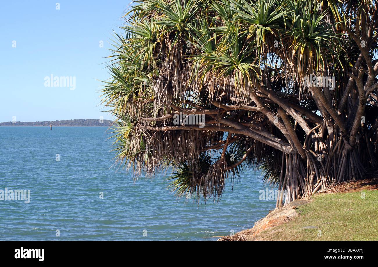 Pandanus-Baum wächst am Meer Stockfoto