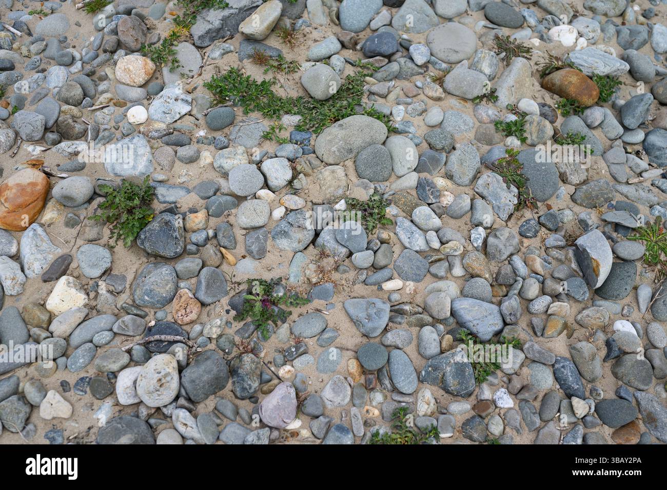 Steine und Pflanzen, die an einem Kieselstrand wachsen, finden Sie in der Nähe Texturen, Muster und Hintergründe Stockfoto
