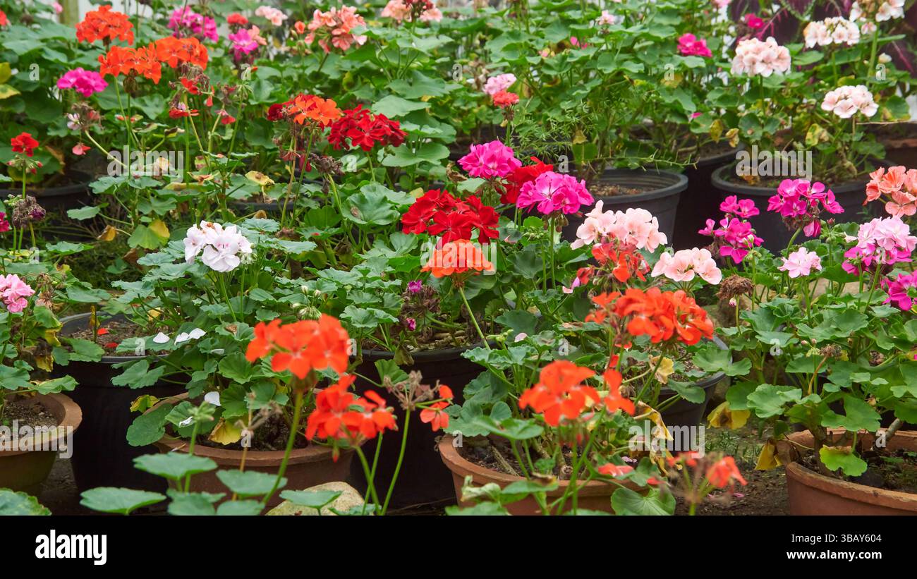 Bunte Geranienblüten in Gartentöpfen, dekorative und einfach zu züchtende leuchtende Blüten, weicher Fokus mit unscharfem Hintergrund, nützlich als Heimgarten Stockfoto