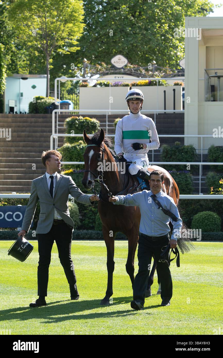 Ascot, Berkshire, Großbritannien. Mai 2025. Das Pferd MORROPHORE, das von Jockey Luke Catton geritten wurde, gewinnt die Handicap-Stakes der Mariner Systems Fillies in der Klasse 4 beim Peroni Nastro Azzurro 0,0% Victoria Cup Raceday auf der Ascot Racecourse in Ascot, Berkshire. Besitzer George Strawbridge, Trainer John & Thady Gosden, Newmarket, Züchter George Strawbridge. Quelle: Maureen McLean/Alamy Live News Stockfoto