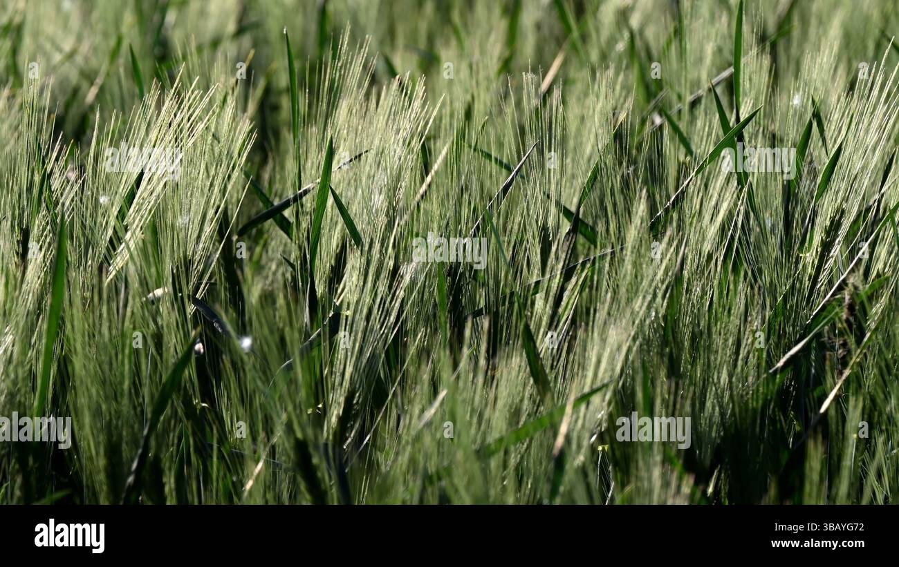 Nahaufnahme eines üppig grünen Gerstenfeldes, das sich im Frühling bei sanfter Brise unter Sonnenlicht im Breitbildformat sanft hin- und herbewegt Stockfoto