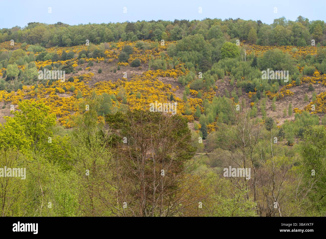 Frühlingszeit mit gelbem Ginster in der Devil's Punch Bowl, einem natürlichen Becken, einer Tieflandheide, SSSI und Teil von Hindhead Commons mit spektakulärer Aussicht, Großbritannien Stockfoto