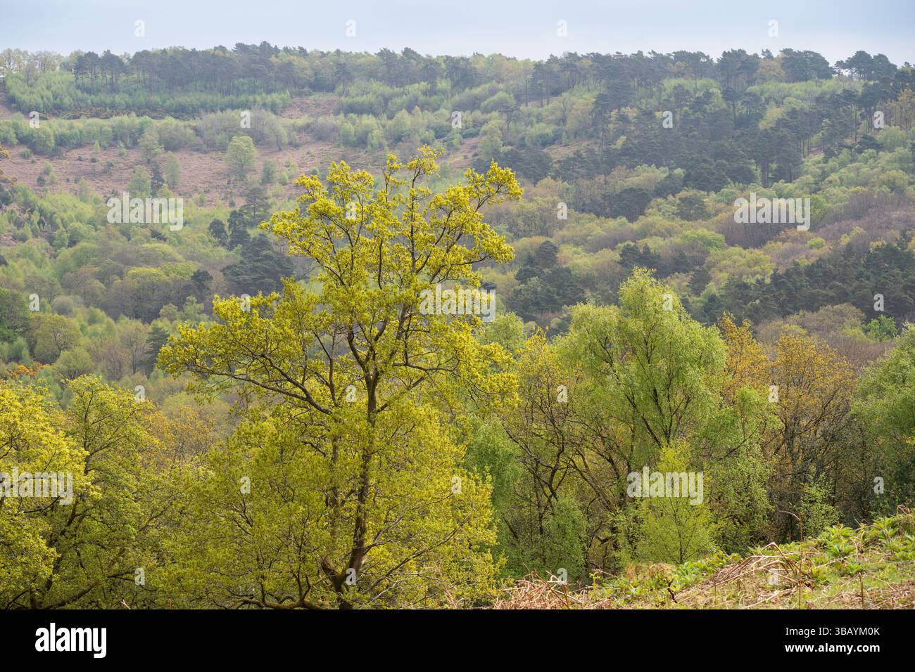 Frühlingszeit mit gelbem Ginster in der Devil's Punch Bowl, einem natürlichen Becken, einer Tieflandheide, SSSI und Teil von Hindhead Commons mit spektakulärer Aussicht, Großbritannien Stockfoto