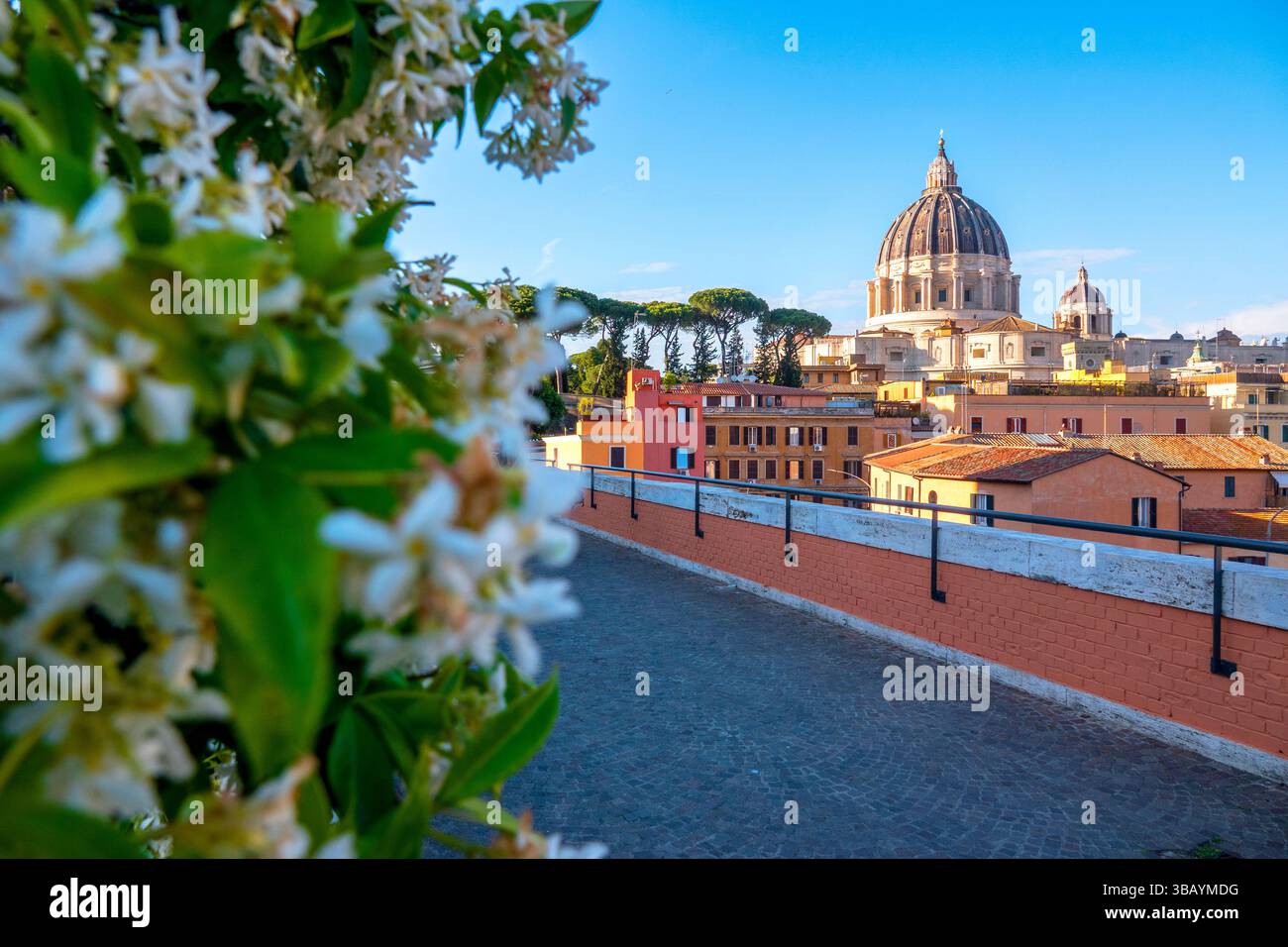 Der Petersdom erhebt sich über den Dächern von Rom, Italien, von der mit Jasmin gesäumten Passeggiata del Gelsomino in Italien aus gesehen. Stockfoto