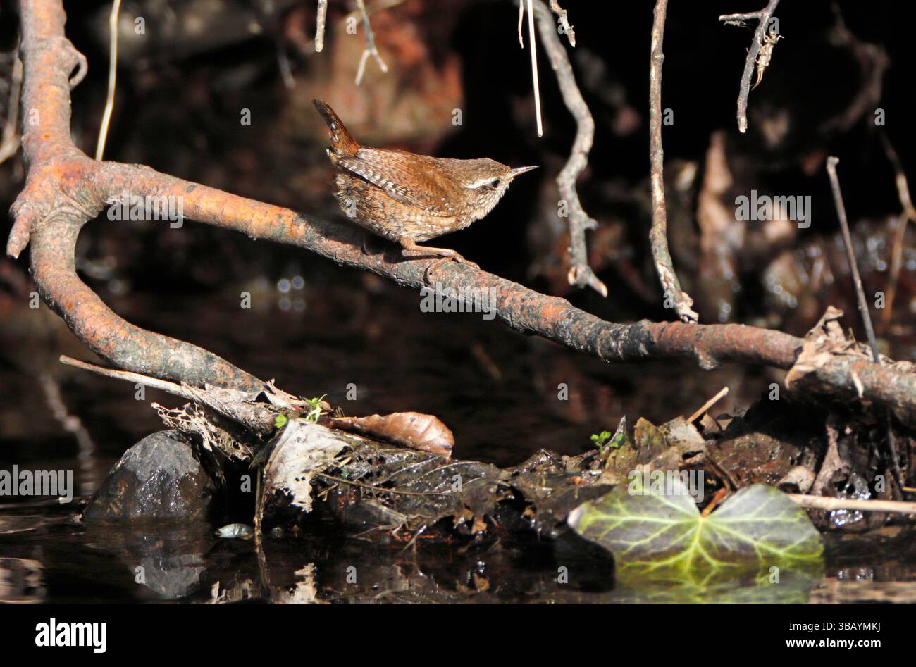 WREN UK. Stockfoto
