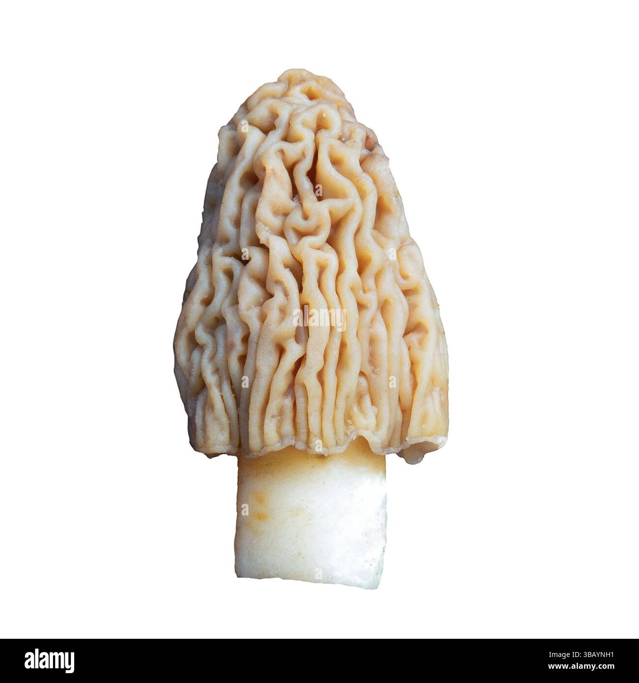 Verpa bohemica Pilz isoliert auf weißem Hintergrund, der frühe Morchel Stockfoto