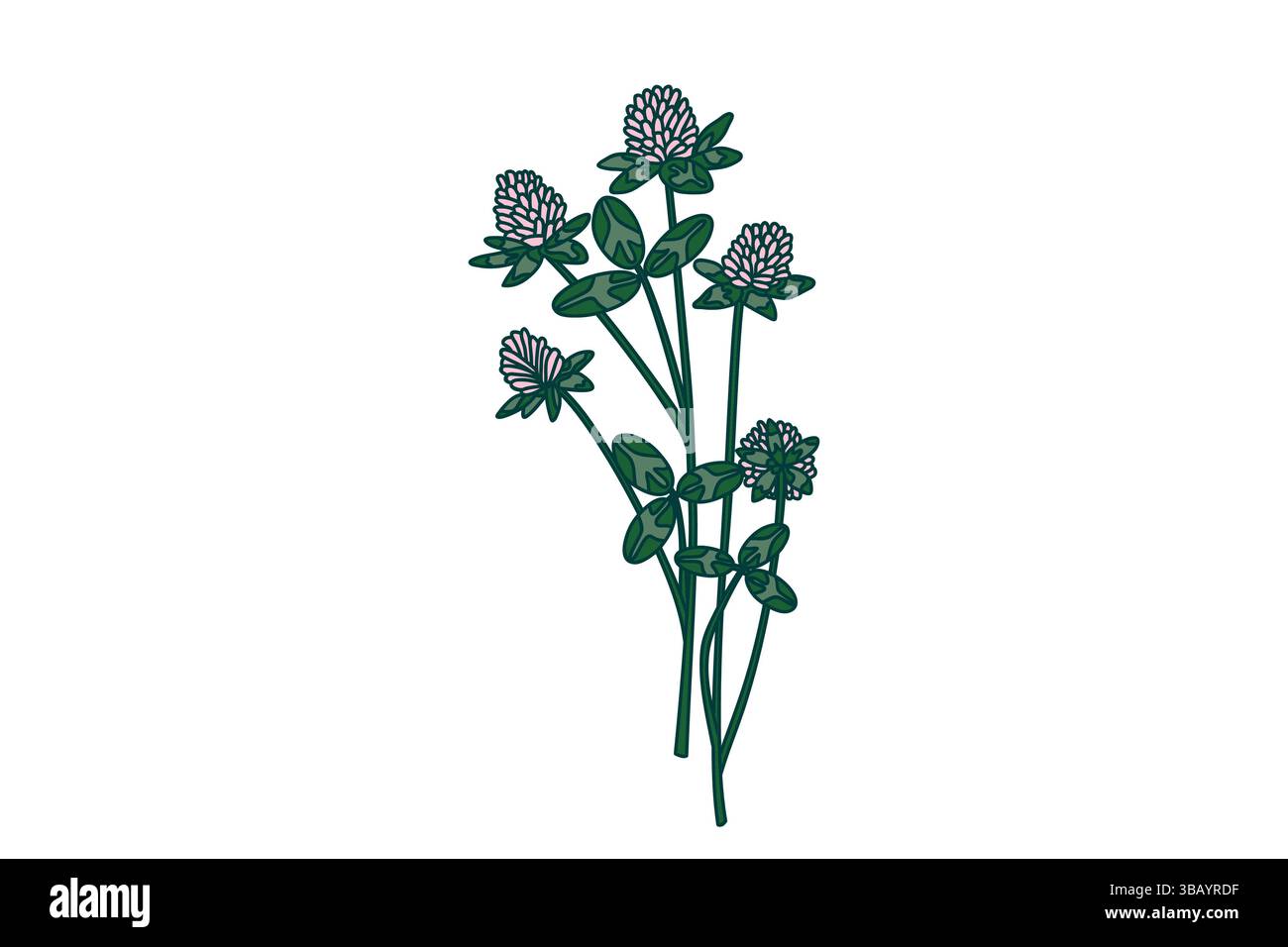 Botanischer Blumenstrauß isoliert auf weißem Hintergrund. Hand gezeichnete Kleeblatt Pflanze mit rosa Blumen Stiele grüne Blätter Vektor Illustration. Grafikdesigment Stock Vektor