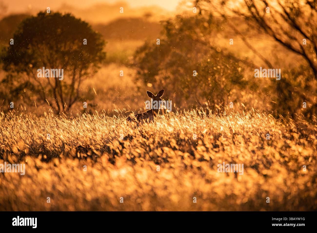 Kängurus beim Weiden Stockfoto
