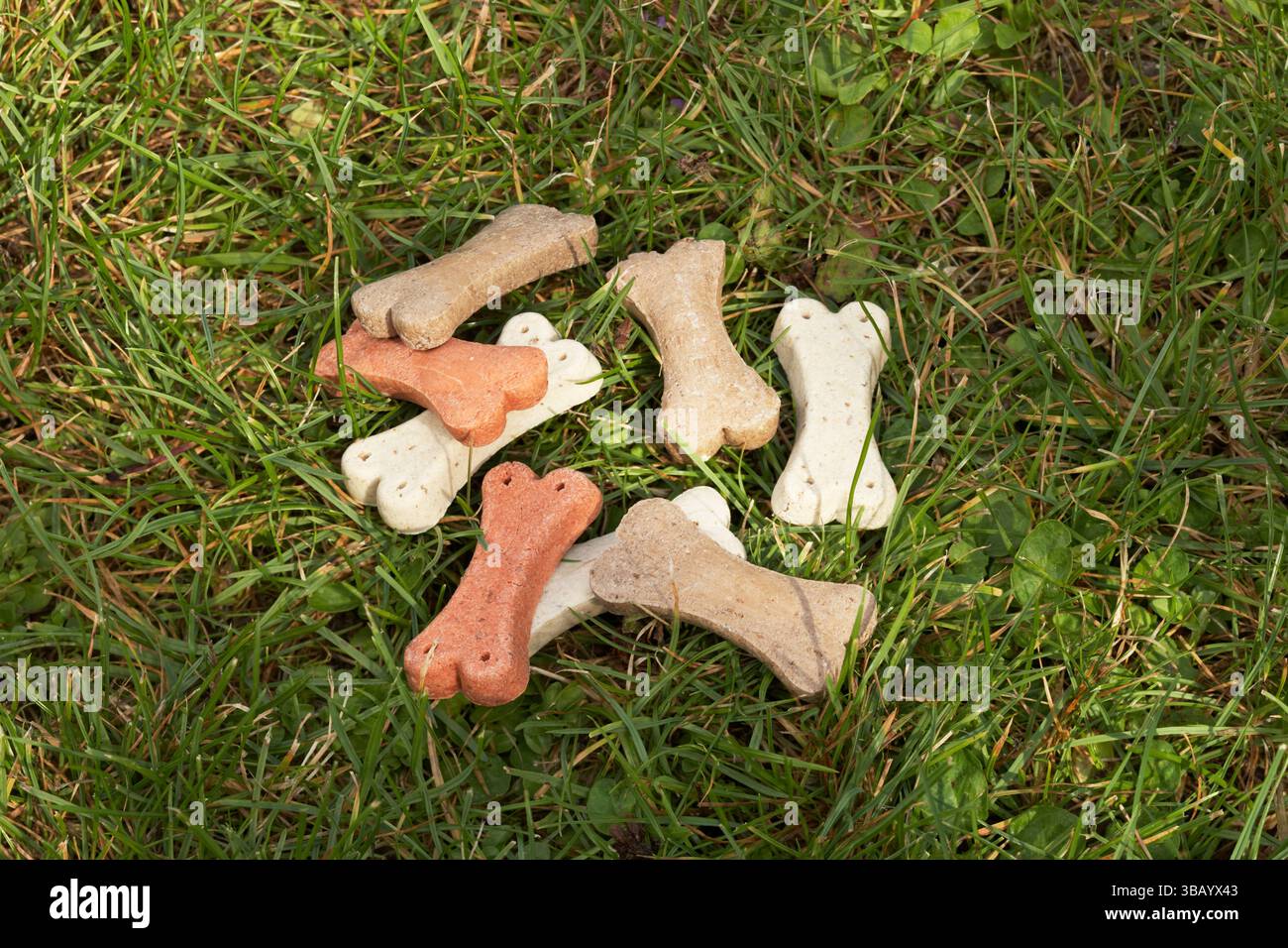 Leckereien für Hunde, die auf Gras liegen. Stockfoto