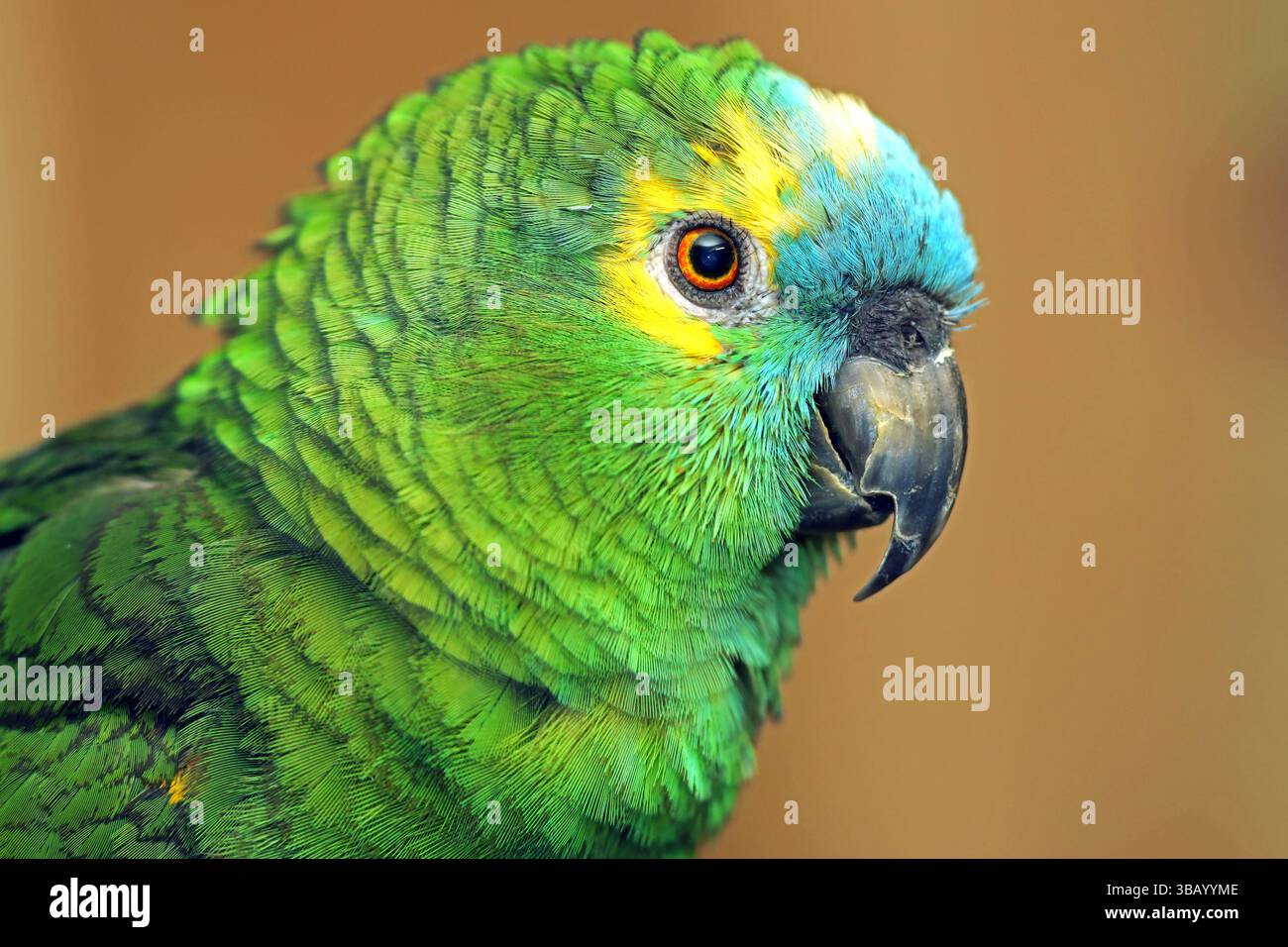 Amazonas mit blauer Front (Amazona aestiva). Porträt eines Erwachsenen Stockfoto