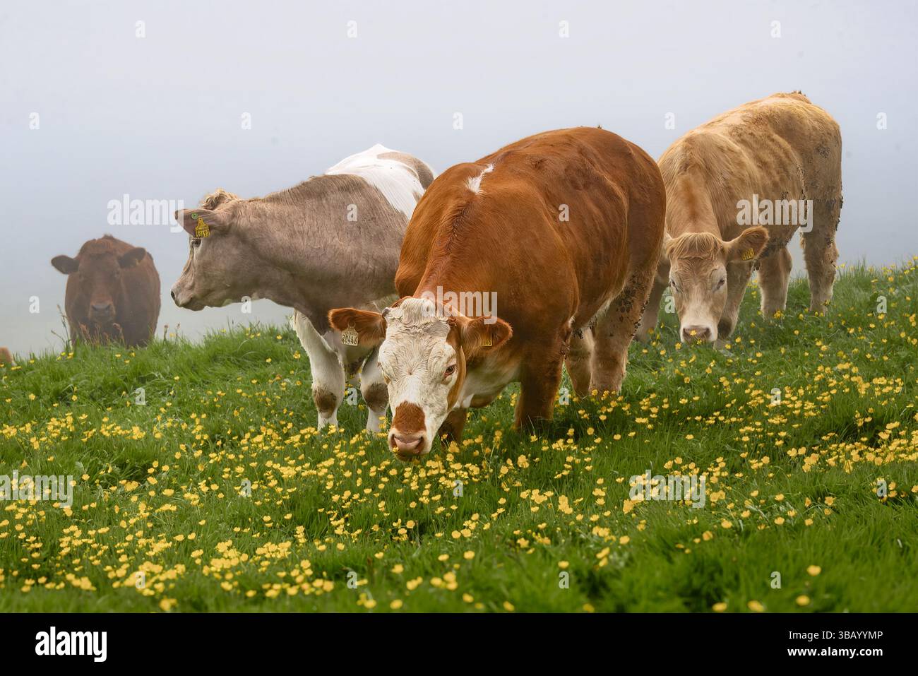 Eine kleine Rinderherde weidet friedlich auf einem Feld aus üppigem grünem Gras, das mit zahlreichen kleinen gelben Blüten an einem weichen, nebeligen und nebeligen Tag gesäumt ist. Stockfoto