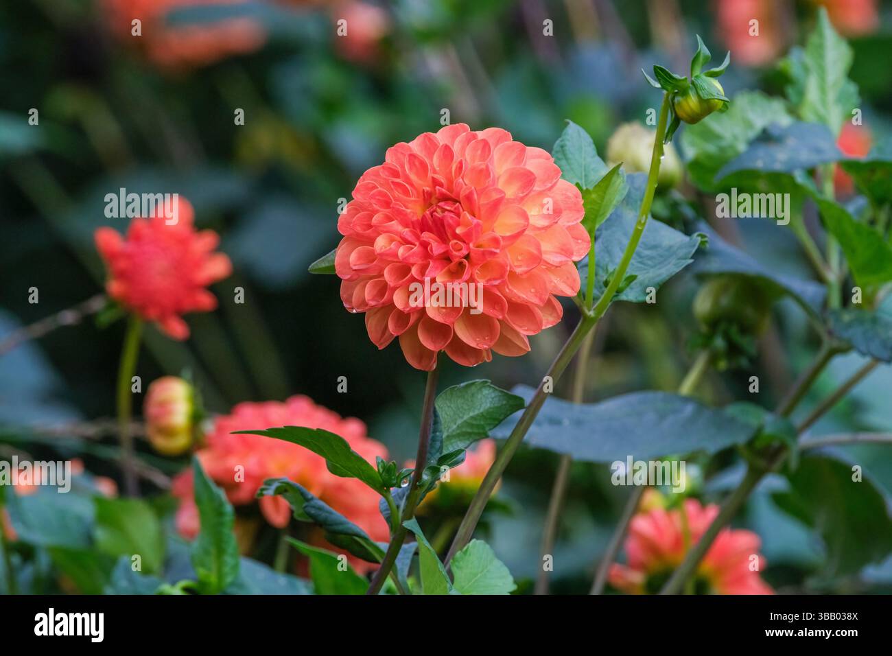 Dahlia Jowey Chantal, zweifarbige Ball Dahlia, tiefes Orange mit Gelb. Stockfoto