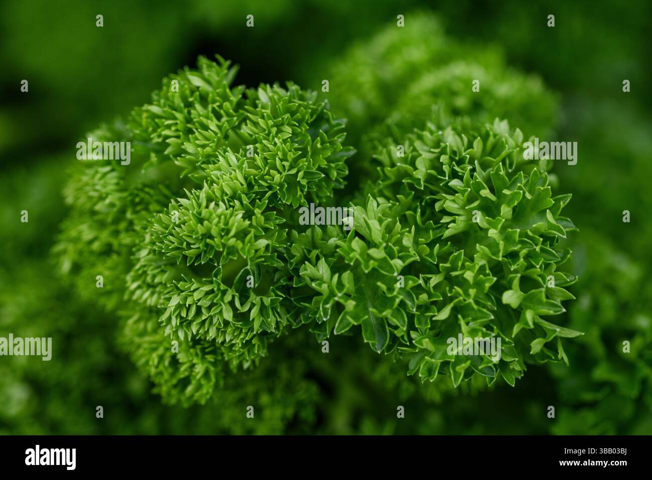 Lockige Petersilienpflanze auf verschwommenem Hintergrund Stockfoto