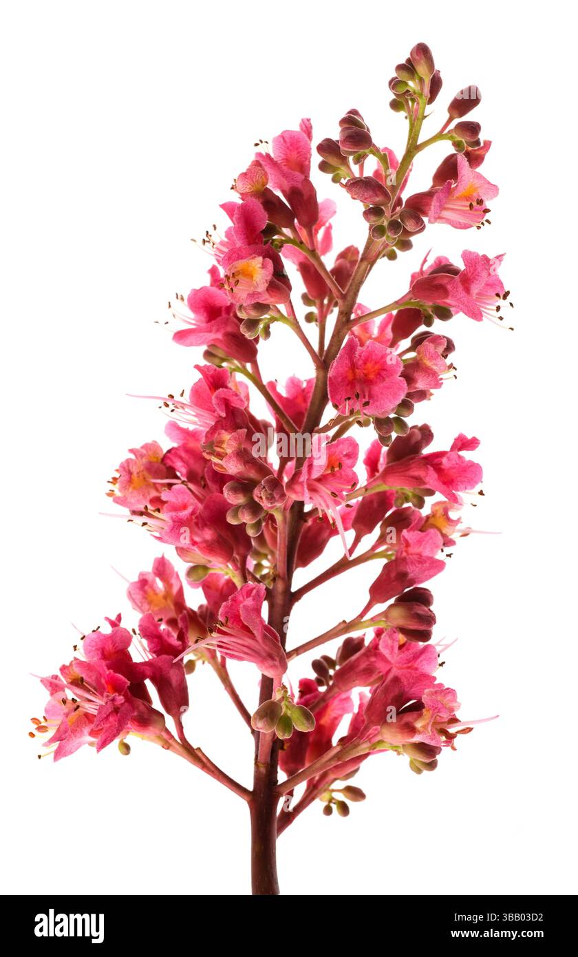 Rote Rosskastanienblüten isoliert auf weißem Hintergrund Stockfoto