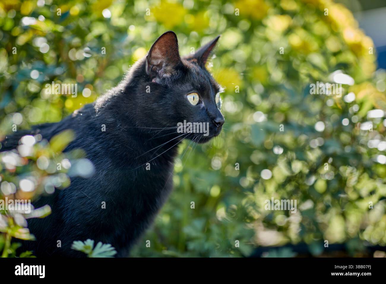 Hauskatze. Schwarzer Erwachsener in einem Garten. Deutschland Stockfoto