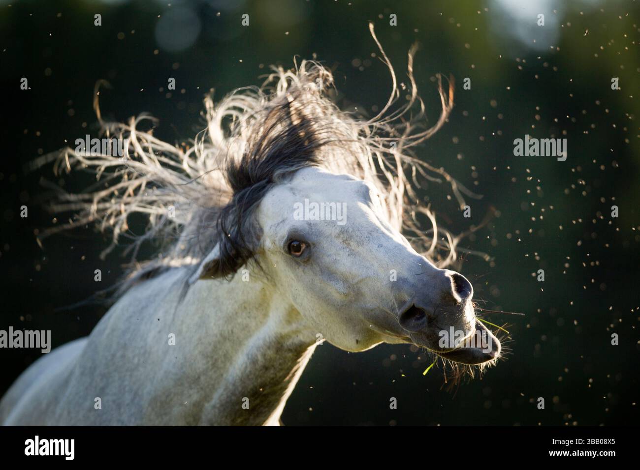 Lusitano. Grauer Hengst schüttelt den Kopf. Deutschland Stockfoto