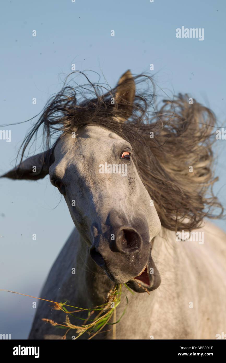 Lusitano. Grauer Hengst schüttelt den Kopf. Deutschland Stockfoto