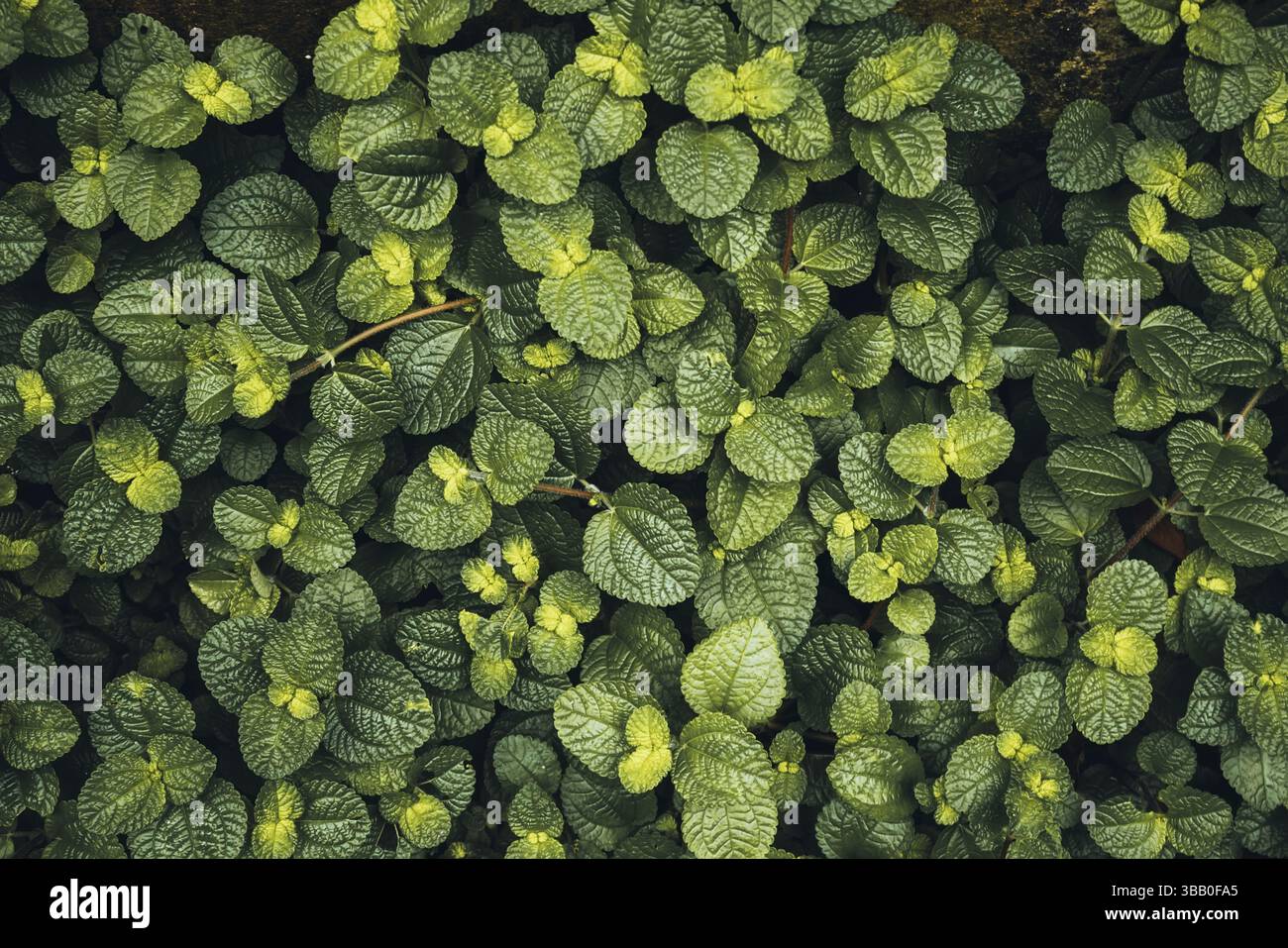Echt frisches dunkelgrünes Hintergrundeffekt, Nahaufnahme des Hintergrunds mit kleiner Blattstruktur. Stockfoto