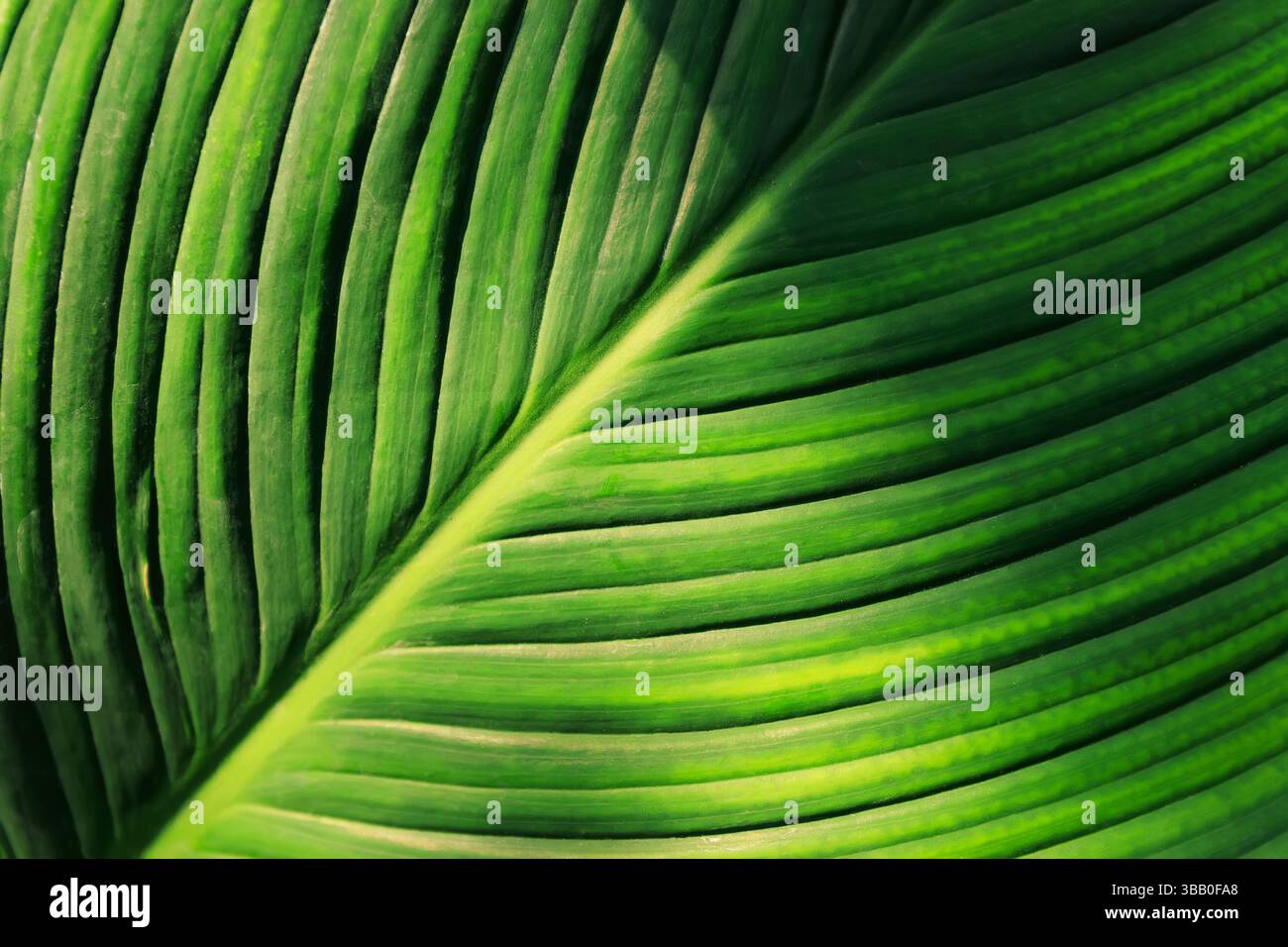 Echt frisches Grün hinterlässt die Textur für den Hintergrund, Nahaufnahme des Hintergrunds für die Blattstruktur. Stockfoto