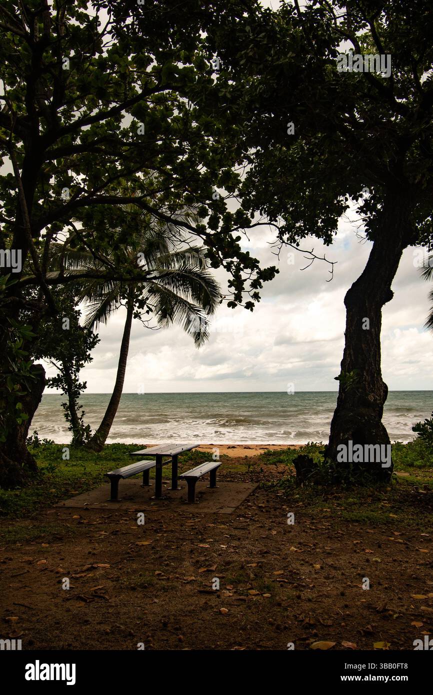Von Palmen gesäumter Strand im Norden von queensland Stockfoto